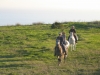 img_2457-horses-trotting-thru-grass