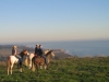 img_2462-horses-overlooking-ocean