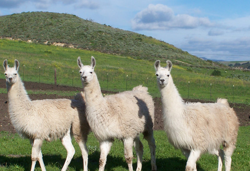 Llamas